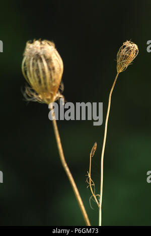 Getrocknete Karotten Köpfe auf Stiele. Möhre Samen. Stockfoto