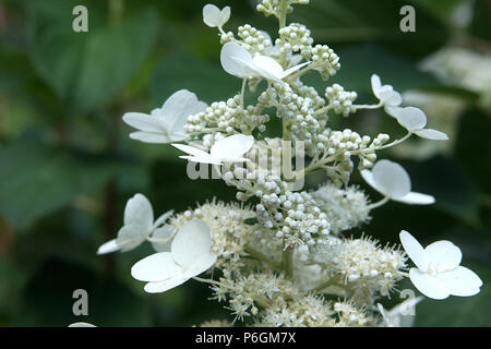 Hydrangea paniculata in voller Blüte Stockfoto