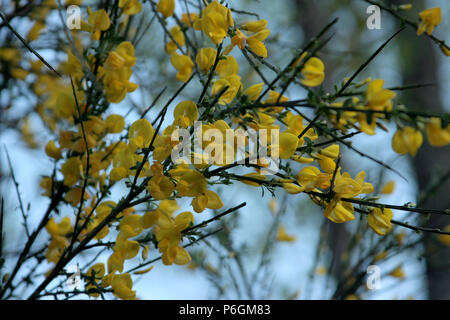 Close-up von Scotch Broom Blüte Stockfoto