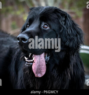Gerne Black Dog Nahaufnahme von Gesicht mit herausgestreckter Zunge hängen. Stockfoto