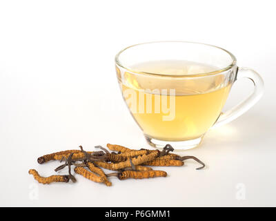 Wählen Sie Fokus der Pilz Cordyceps (CHONG CAO) diese Kräuter. Mit einem Glas Wasser, Wasser aus dem Ophiocordyceps sinensis Hinzufügen extrahieren. Arzneimittel Prop Stockfoto