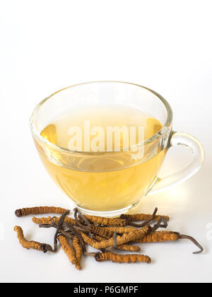 Wählen Sie Fokus der Pilz Cordyceps (CHONG CAO) diese Kräuter. Mit einem Glas Wasser, Wasser aus dem Ophiocordyceps sinensis Hinzufügen extrahieren. Arzneimittel Prop Stockfoto