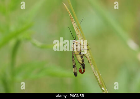 Eine atemberaubende männliche Scorpion Fliegen (Panorpa communis) hocken auf einem Grashalm. Stockfoto