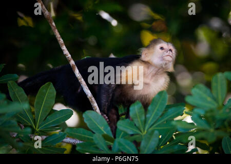 Kapuziner mit weißem Gesicht, Nachahmer von Cebus, im Regenwald des Coiba Island National Park, Republik Panama. Stockfoto