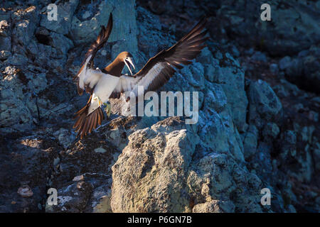 Brown Booby, Sula, leucogaster in Insel Coiba Nationalpark, Pazifikküste, Provinz Veraguas, Republik Panama. Stockfoto