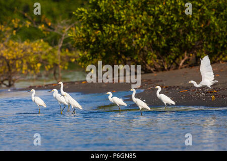 Snowy Egrets, Egretta thula, an einem Strand im Coiba Island Nationalpark, Pazifikküste, Provinz Veraguas, Republik Panama, Mittelamerika. Stockfoto