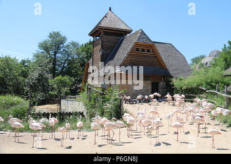 Rosaflamingo - Phoenicopterus roseus Stockfoto