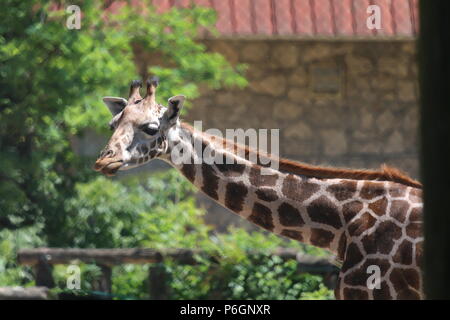 Northern giraffe Giraffa Camelopardalis - in Budapest Zoo, Ungarn Stockfoto