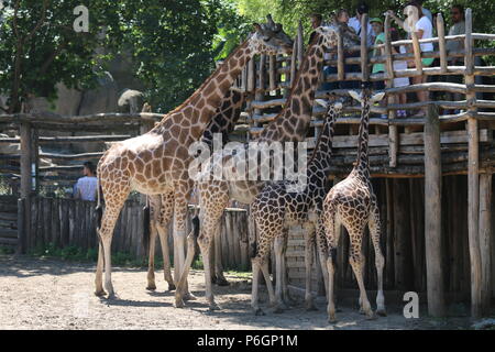 Fütterung vier Nördlichen giraffe Giraffa Camelopardalis - in Budapest Zoo, Ungarn Stockfoto