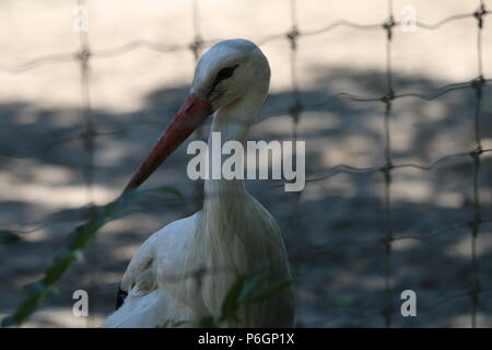 Weißstorch - Ciconia ciconia Stockfoto