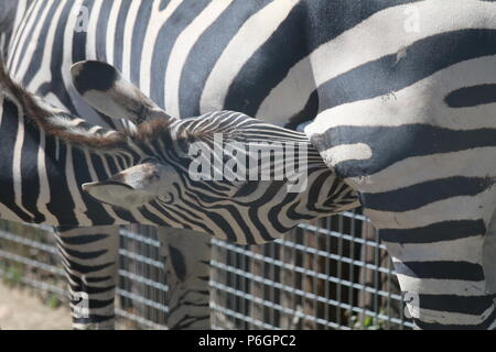 Zebra Stockfoto