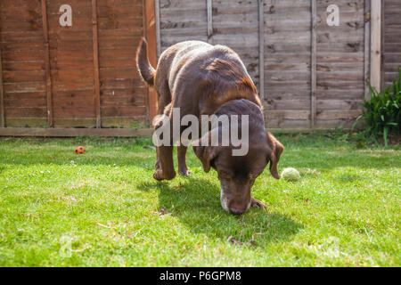 Ein braun/rot/chocolate Labrador Retriever das Gras schnüffeln in einem Garten. Stockfoto