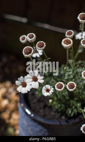 Rhodanthemum Marokkanischen daisy Casablanca Blumen in einem englischen Country Garden Stockfoto