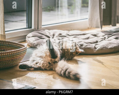 Flauschige Katze liegend lustig auf den Boden und spielen in einem gemütliche helle Zimmer im Fenster Stockfoto