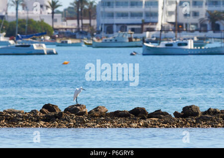 Seidenreiher (Egretta garzetta) ruhen in Estany des Peix marine Lagune Seashore in Ses Salines Naturpark (Formentera, Balearen, Spanien) Stockfoto