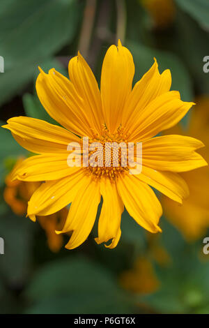 Flora von Gran Canaria - Tithonia diversifolia, Baum Ringelblume, eingeführten Arten Stockfoto