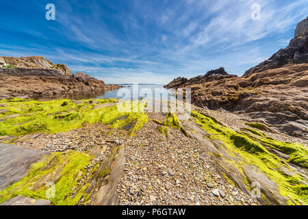 Felsen am Meeresufer in Seetang bedeckt Stockfoto