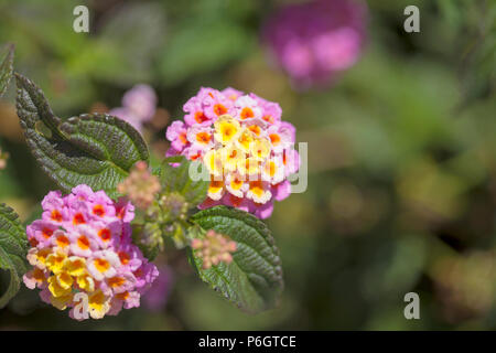 Rot und Gelb Lantana camara Blumen Makro Hintergrund Stockfoto