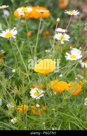 Eschscholzia californica in einem wildflower Meadow. Kalifornischer Mohn. Stockfoto