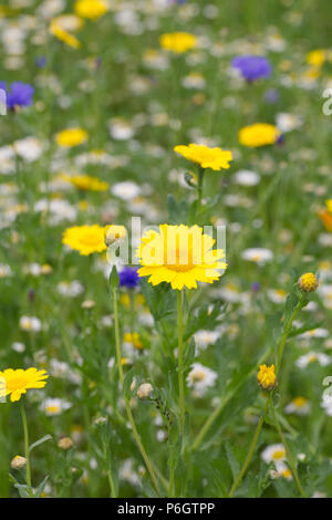 Chrysanthemum segetum in einem wildflower Meadow. Mais ringelblume Blumen. Stockfoto