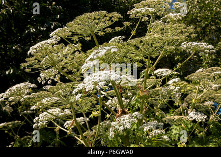 Deutschland, riesige Kuh Pastinaken (lat. Heracleum mantegazzianum). Deutschland, Herkulesstaude (lat. Heracleum mantegazzianum). Stockfoto