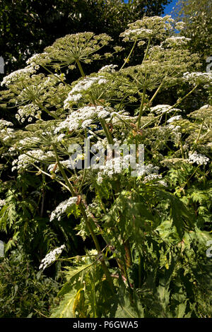 Deutschland, riesige Kuh Pastinaken (lat. Heracleum mantegazzianum). Deutschland, Herkulesstaude (lat. Heracleum mantegazzianum). Stockfoto