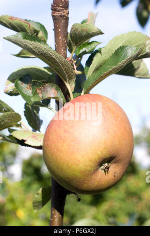 Ashmead des Kernels. Dessert Apple. Reife Früchte an einem Baum in einem organischen Obstgarten in Bristol. Stockfoto