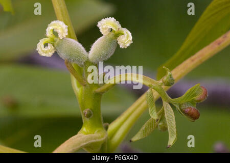 Frau Nussbaum Blumen, Bud und junge Blätter. Juglans regia (Juglandaceae). Wachsen in einem organischen Obstgarten in Bristol. Stockfoto