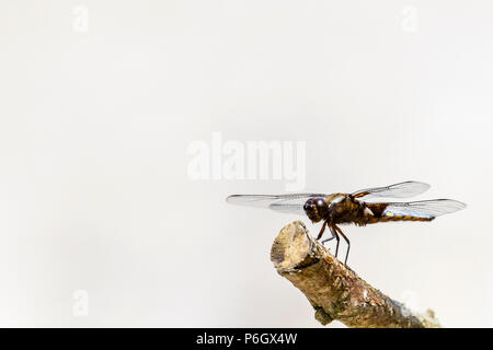 Männliche Plattbauch in der Sommerhitze in Mitte Aalen - Wales Stockfoto