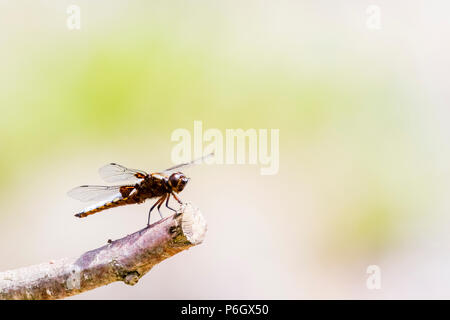 Männliche Plattbauch in der Sommerhitze in Mitte Aalen - Wales Stockfoto