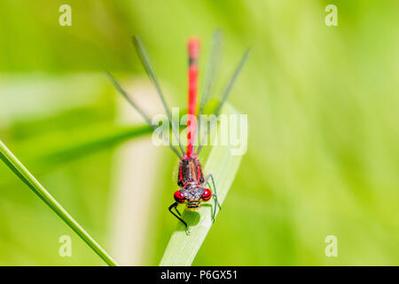 Large red damselfly im Sommer Sonnenschein in Mid Wales Stockfoto