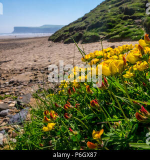 Vögel foot Trefoil & Jagd Cliff von marske Strand Stockfoto