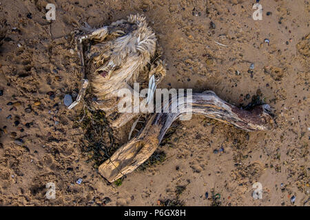 Tot Gannett auf marske Strand Stockfoto