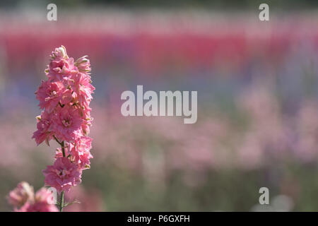 Rosa rittersporn Blume in einer Blume Bereich in Wick, Rastenberg, Worcestershire, Großbritannien. Blumen sind in Reihen der Farbe gepflanzt. Stockfoto