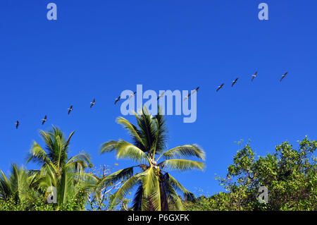 Eine Linie der Pelikane fliegen über Palmen vor blauem Himmel Stockfoto