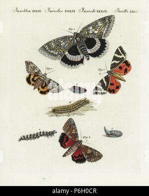 Blau Catocala fraxini underwing Motte, 1, gelbe Bänder underwing, Catocala fulminea 2, Jersey Tiger, Phalaena Quadripunctaria 3 und dark Crimson underwing, Catocala sponsa 4, mit Raupe und Puppe. Papierkörbe Kupferstich von bertuch's 'Bilderbuch pelz Kinder" (Bilderbuch für Kinder), Weimar, 1805. Johann Friedrich Bertuch (1747-1822) war ein deutscher Verleger und Mann der Künste berühmt für seine 12-Band Enzyklopädie für Kinder mit 1.200 illustrierte gravierte Schilder auf natürliche Geschichte, Wissenschaft, Kostüm, Mythologie usw. Von 1790-1830 veröffentlicht. Stockfoto