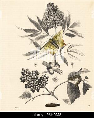 Holunder, Sambucus nigra, mit Beeren und Blumen, und schlucken-tailed Moth und Caterpillar, Ourapteryx sambucaria sambucaria (Geometer). Papierkörbe Lithographie von Carl Hoffmann's Buch der Welt, Stuttgart, 1848. Stockfoto