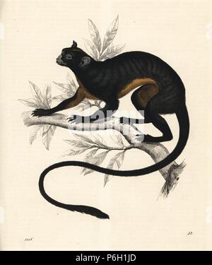 Red-bellied Tamarin, Sanguinus labiatus rufiventer. Papierkörbe Lithographie von Carl Hoffmann's Buch der Welt, Stuttgart, 1848. Stockfoto