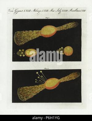 Meteor in London gesehen, 13. November 1803. Es wurde zum ersten Mal beobachtet, die von kleinen Kugeln von Fire1 begleitet, und entwickelte dann einen Schwanz und Strahlen, die in kleinen Sterne 2 beendet. Papierkörbe Kupferstich von bertuch's 'Bilderbuch pelz Kinder" (Bilderbuch für Kinder), Weimar, 1807. Johann Friedrich Bertuch (1747-1822) war ein deutscher Verleger und Mann der Künste berühmt für seine 12-Band Enzyklopädie für Kinder mit 1.200 illustrierte gravierte Schilder auf natürliche Geschichte, Wissenschaft, Kostüm, Mythologie usw. Von 1790-1830 veröffentlicht. Stockfoto