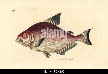 Redeye Piranha, Serrasalmus rhombeus (Rhombische Lachs, Salmo Rhombeus). Abbildung gezeichnet und von Richard Polydore Nodder eingraviert. Papierkörbe Kupferstich von George Shaw und Frederick nodder's" des Naturforschers Miscellany", London, 1810. Stockfoto