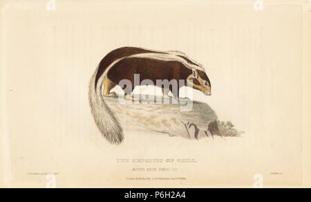 Gestreifte hog-gerochene Skunk, Conepatus semistriatus (mephitis von Chili). Papierkörbe Kupferstich von Griffith, Harriet oder Edward, nach einer Illustration von Charles Hamilton Smith von Edward Griffith der Tierwelt vom Baron Cuvier, London, Whittaker, 1825. Stockfoto