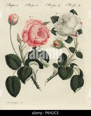 Deutsche Rosa Centifolia Rose, Rosa centifolia germanica, und weiße einzigartige Rose, Rosa Unica. Papierkörbe Kupferstich aus eine Illustration aus der Natur durch Stark von bertuch's Bilderbuch pelz Kinder (Bilderbuch für Kinder), Weimar, 1798. Stockfoto