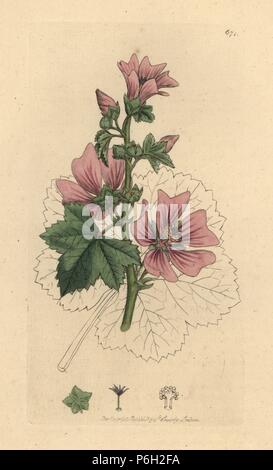 Gemeinsame malve Malva Sylvestris. Papierkörbe Kupferstich nach einer Zeichnung von James Sowerby für James Smith's Englisch Botanik, 1799. Stockfoto