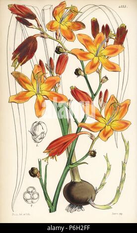 Sternschnuppen, Crocosmia aurea (Golden tritonia, Tritonia aurea). Papierkörbe botanischen Abbildung gezeichnet und durch Walter Fitch von Sir William Jackson Hooker's 'Curtis's Botanical Magazine lithographierte", London, 1847. Stockfoto