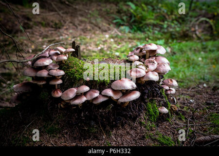 Pilze auf dem Boden einer Wald um einen Baumstumpf im Bayerischen Wald Stockfoto