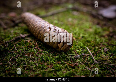 Pincone isoliert auf einer Moss in der Natur im Bayerischen Wald. Stockfoto