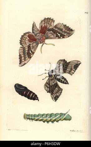 Pappel Hawk-moth, Laothoe populi (Pappel Sphinx Sphinx populi), Schmetterling, Raupe, Puppe. Abbildung gezeichnet und von Richard Polydore Nodder eingraviert. Papierkörbe Kupferstich von George Shaw und Frederick Nodder Der naturalist's Miscellany, London, 1806. Stockfoto