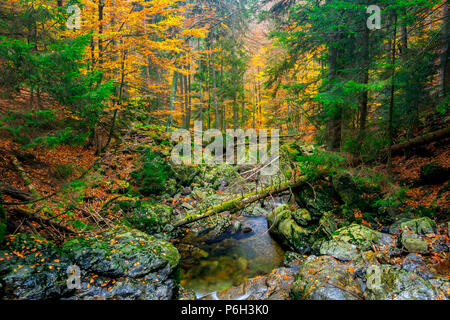 Bach im Herbst Witz orange und gelb Bäume und nasse Steine und Moos auf den Steinen im Bayerischen Wald Stockfoto