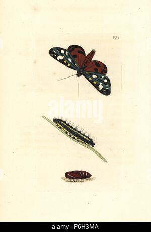 Scarlet Tiger Moth, Callimorpha dominula (Phalaena dominula). Schmetterling, Raupe und Puppe. Abbildung gezeichnet und von Richard Polydore Nodder eingraviert. Papierkörbe Kupferstich von George Shaw und Frederick nodder's" des Naturforschers Miscellany", London, 1810. Stockfoto