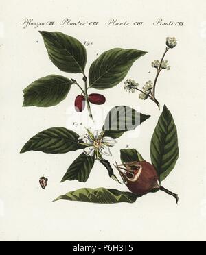 Carneol Kirsche, Cornus Mas 1, und gemeinsame Mispel, Mespilus germanica 2. Frucht, Blatt und Blüte. Papierkörbe Kupferstich von bertuch's 'Bilderbuch pelz Kinder" (Bilderbuch für Kinder), Weimar, 1805. Johann Friedrich Bertuch (1747-1822) war ein deutscher Verleger und Mann der Künste berühmt für seine 12-Band Enzyklopädie für Kinder mit 1.200 illustrierte gravierte Schilder auf natürliche Geschichte, Wissenschaft, Kostüm, Mythologie usw. Von 1790-1830 veröffentlicht. Stockfoto